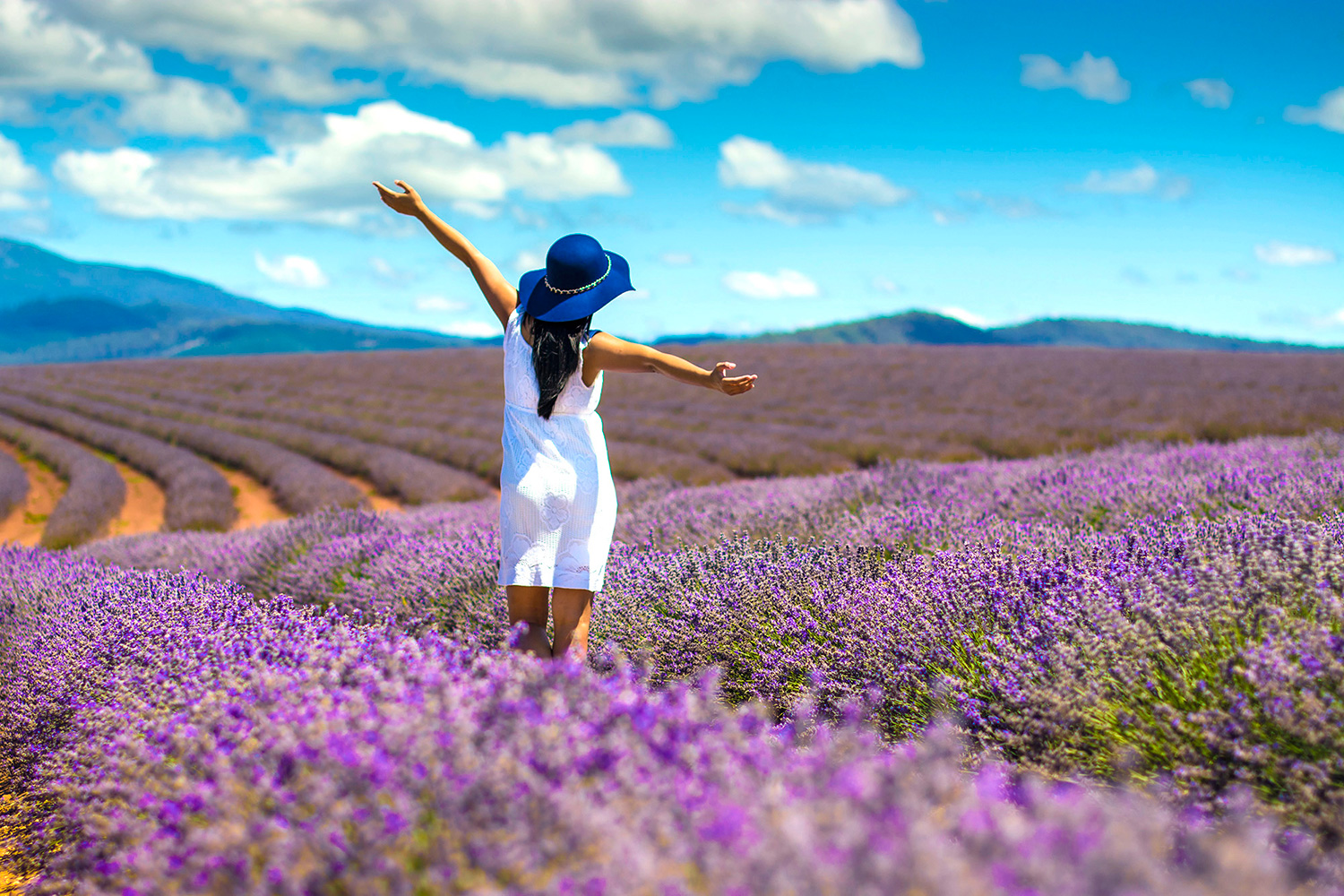 lavender-farm