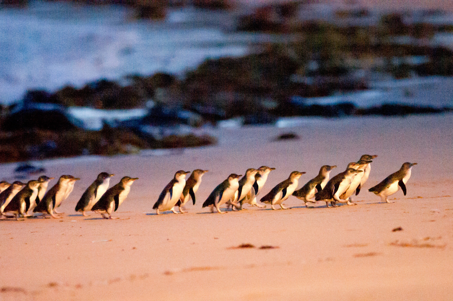 penguin